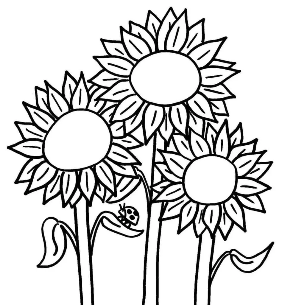 Coloriage Tournesol 12