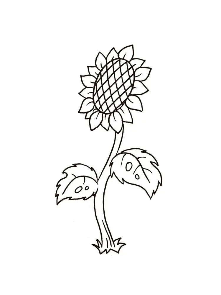 Coloriage Tournesol 9