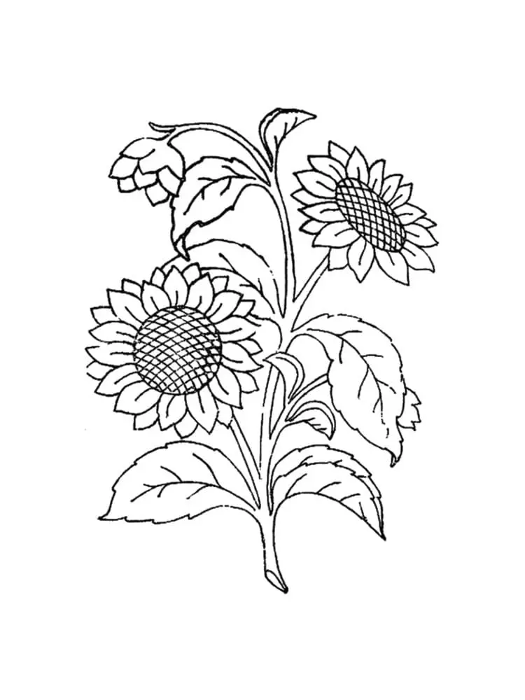 Coloriage Tournesol 6