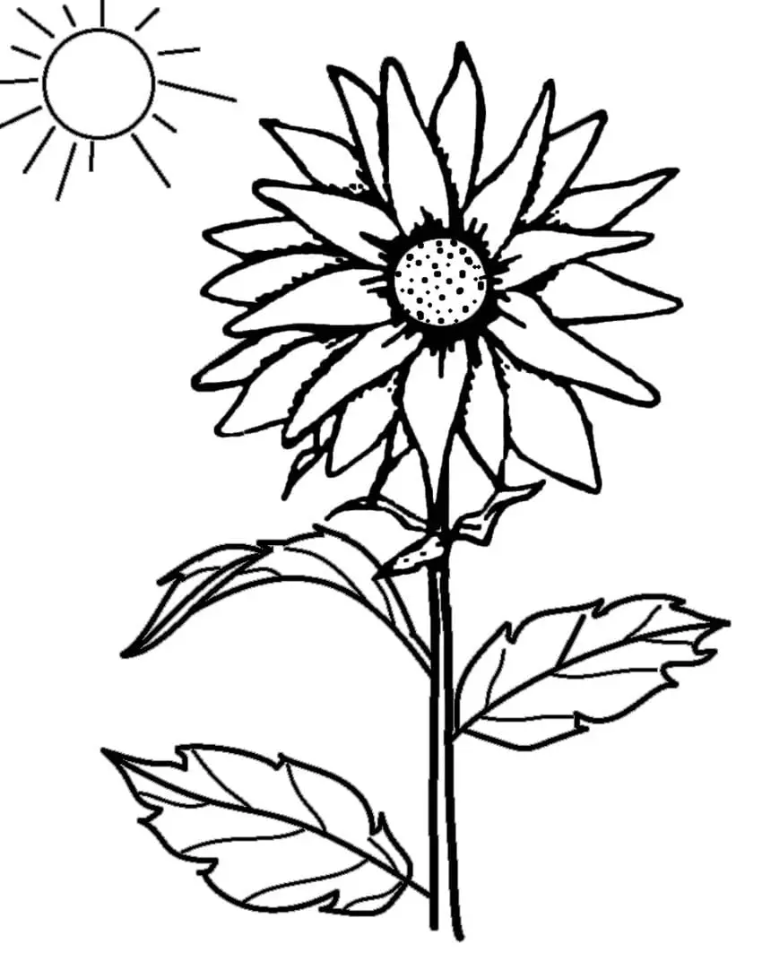 Coloriage Tournesol 1