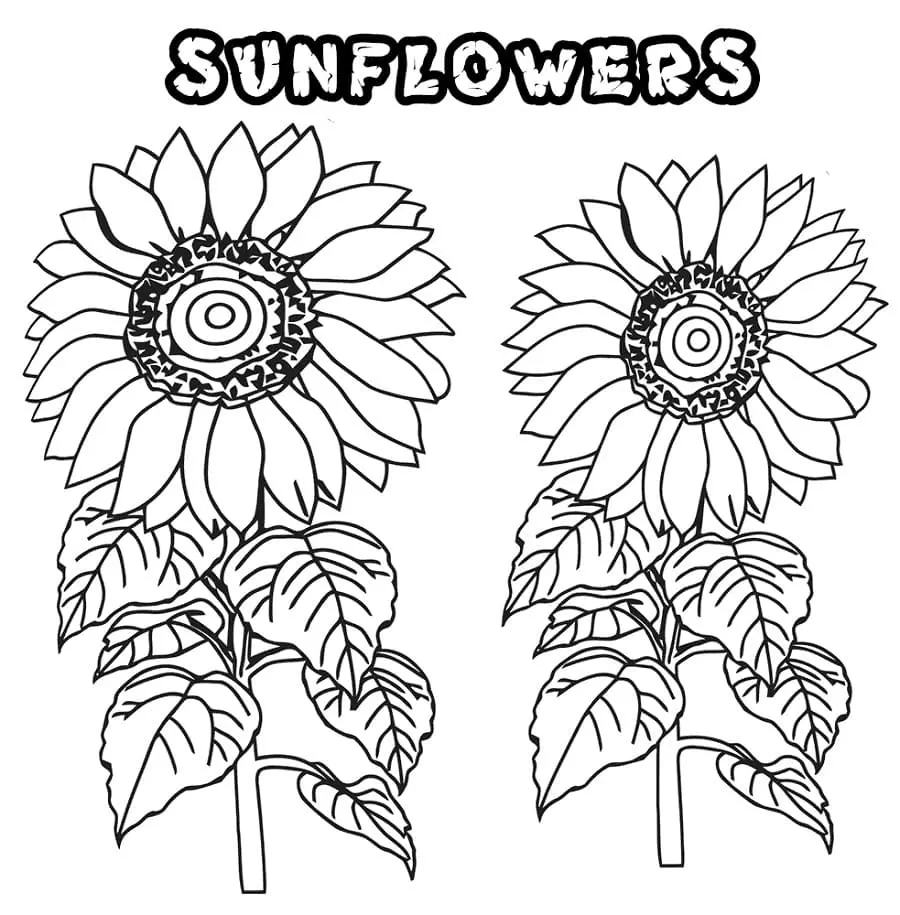 Coloriage Tournesol 38