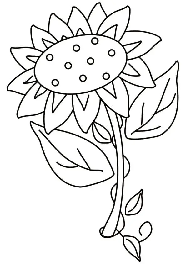 Coloriage Tournesol 37