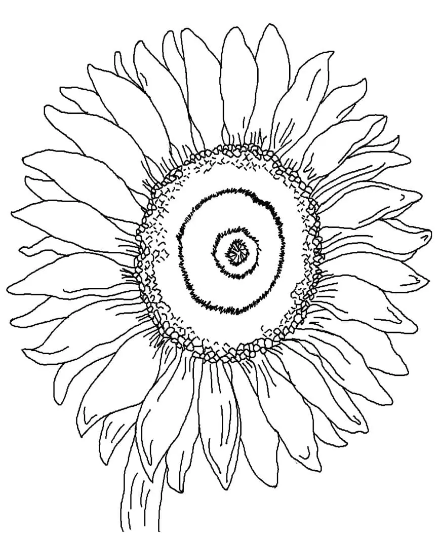 Coloriage Tournesol 35