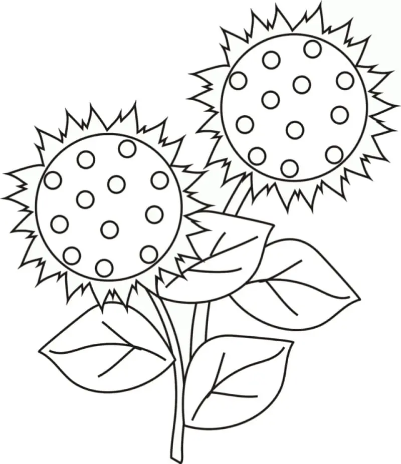 Coloriage Tournesol 31