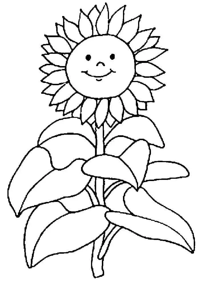 Coloriage Tournesol 29