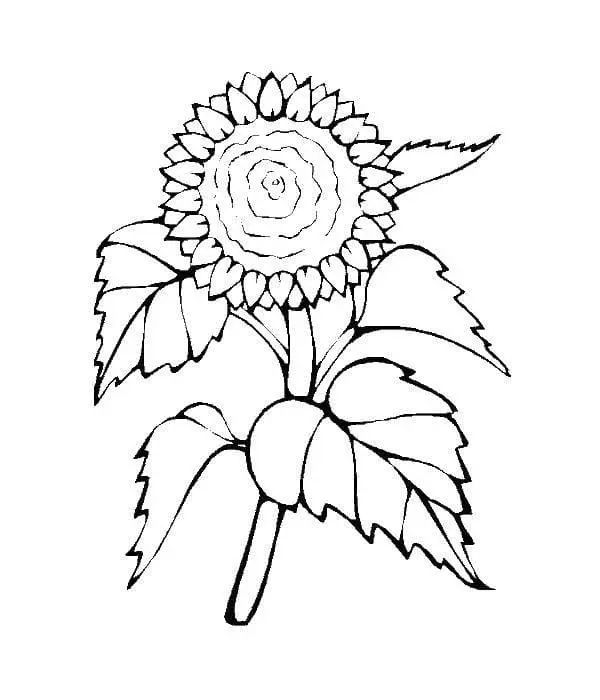 Coloriage Tournesol 30