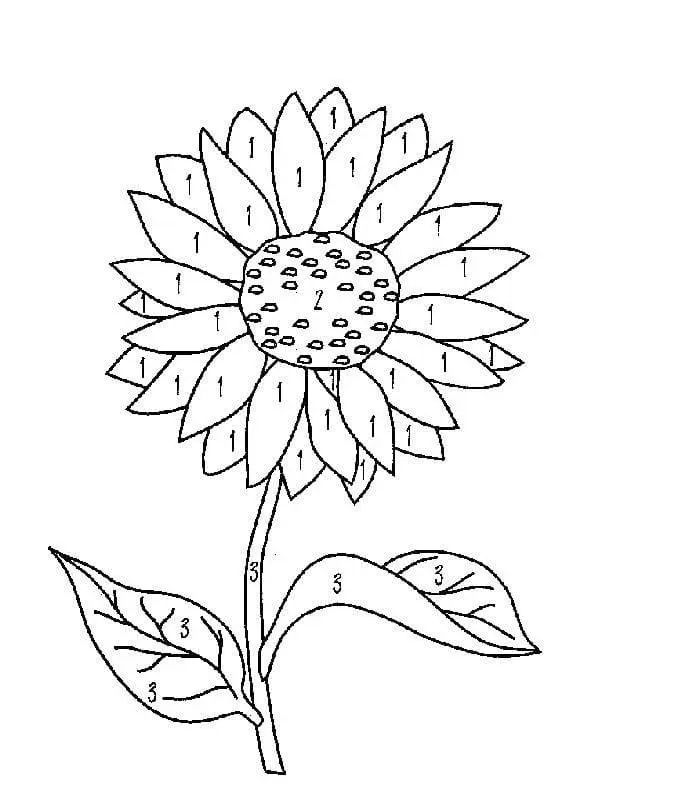 Coloriage Tournesol 27