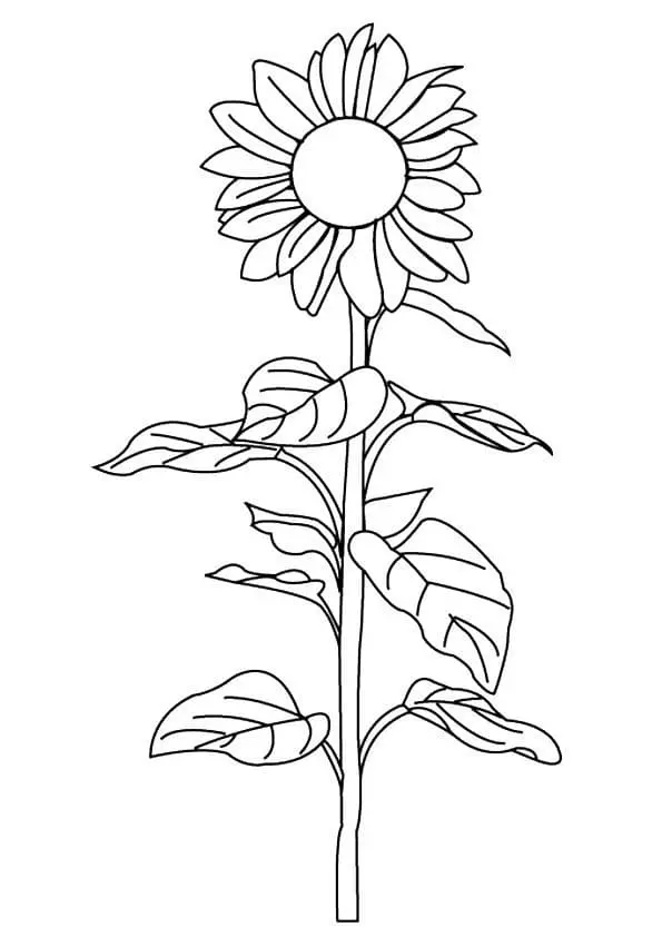 Coloriage Tournesol 25