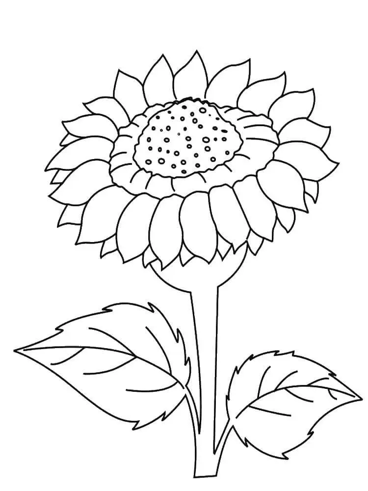 Coloriage Tournesol 22