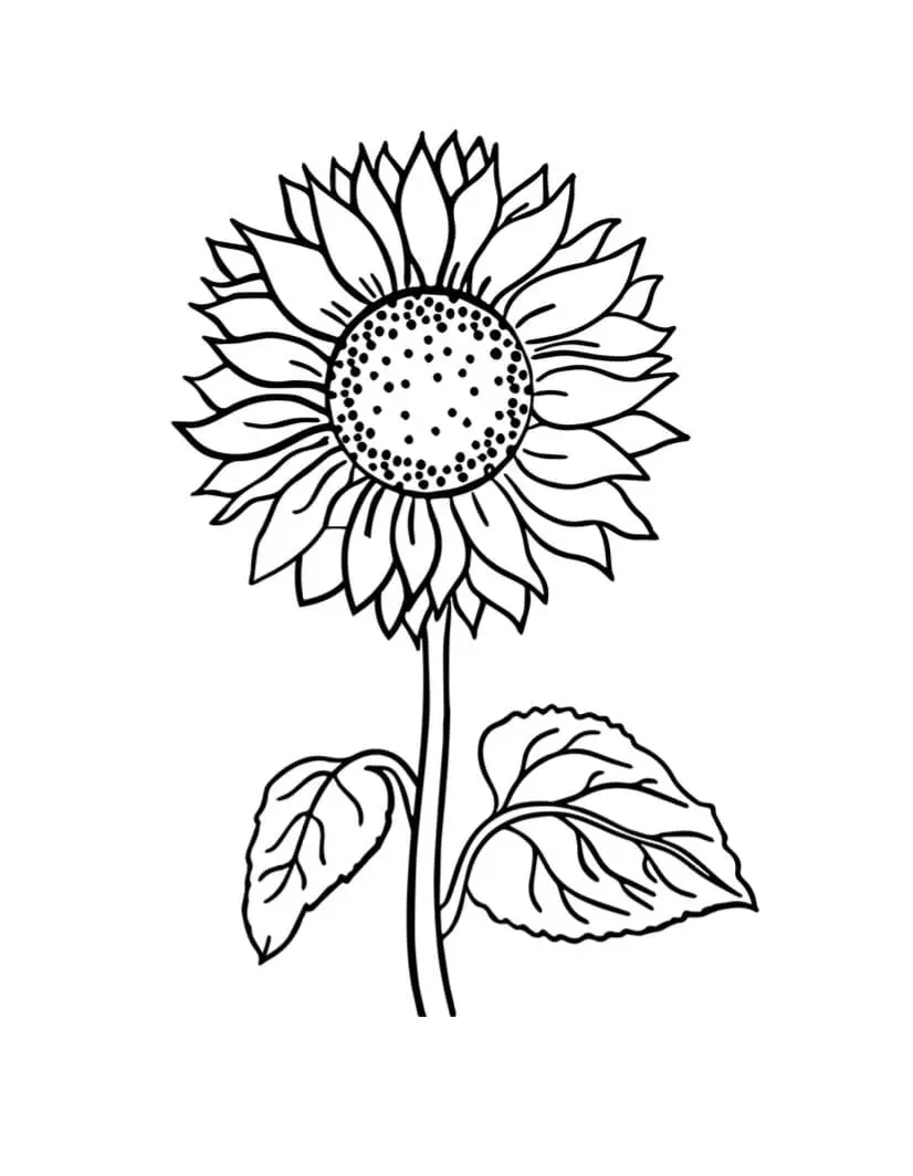 Coloriage Tournesol 21