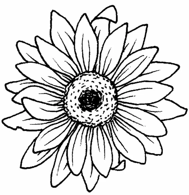 Coloriage Tournesol 39