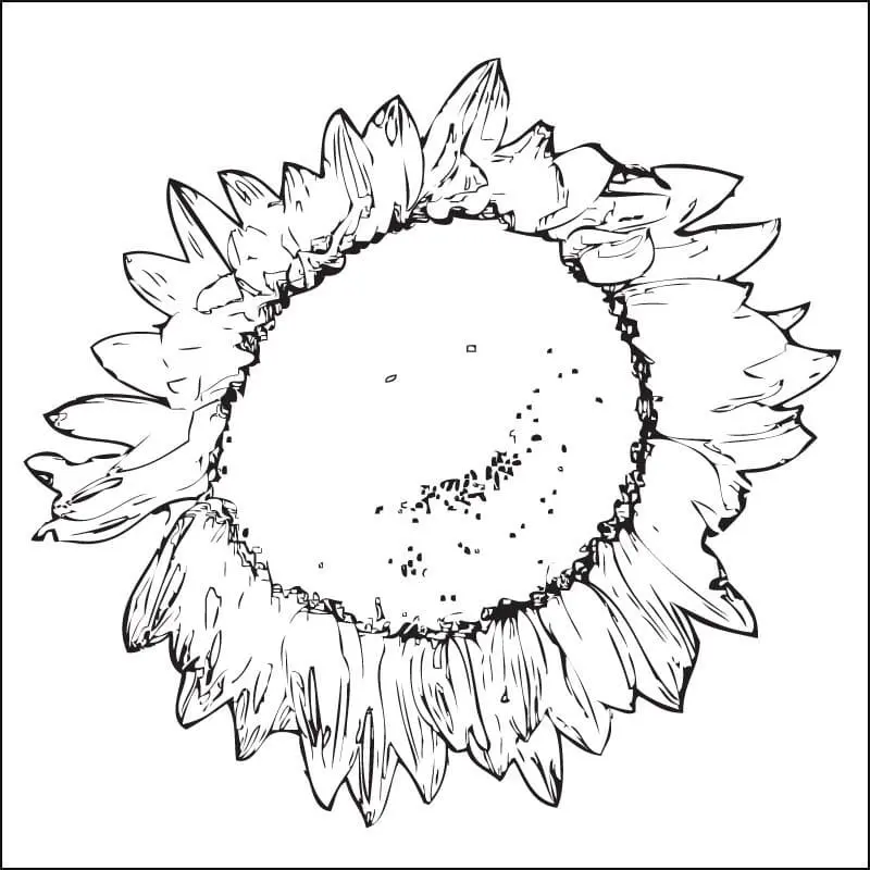 Coloriage Tournesol 15