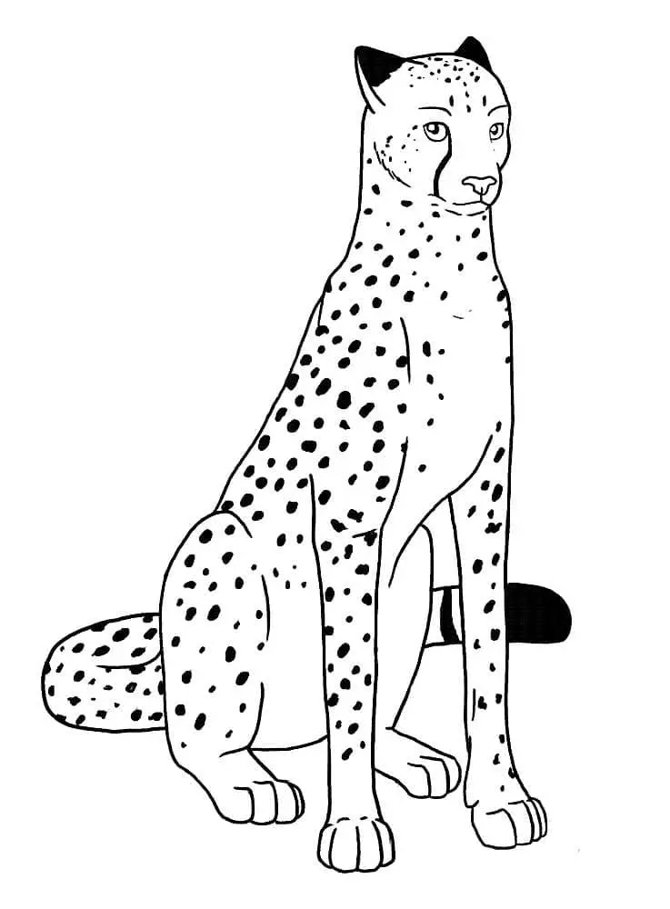 coloriage Leopard educatif pour enfant