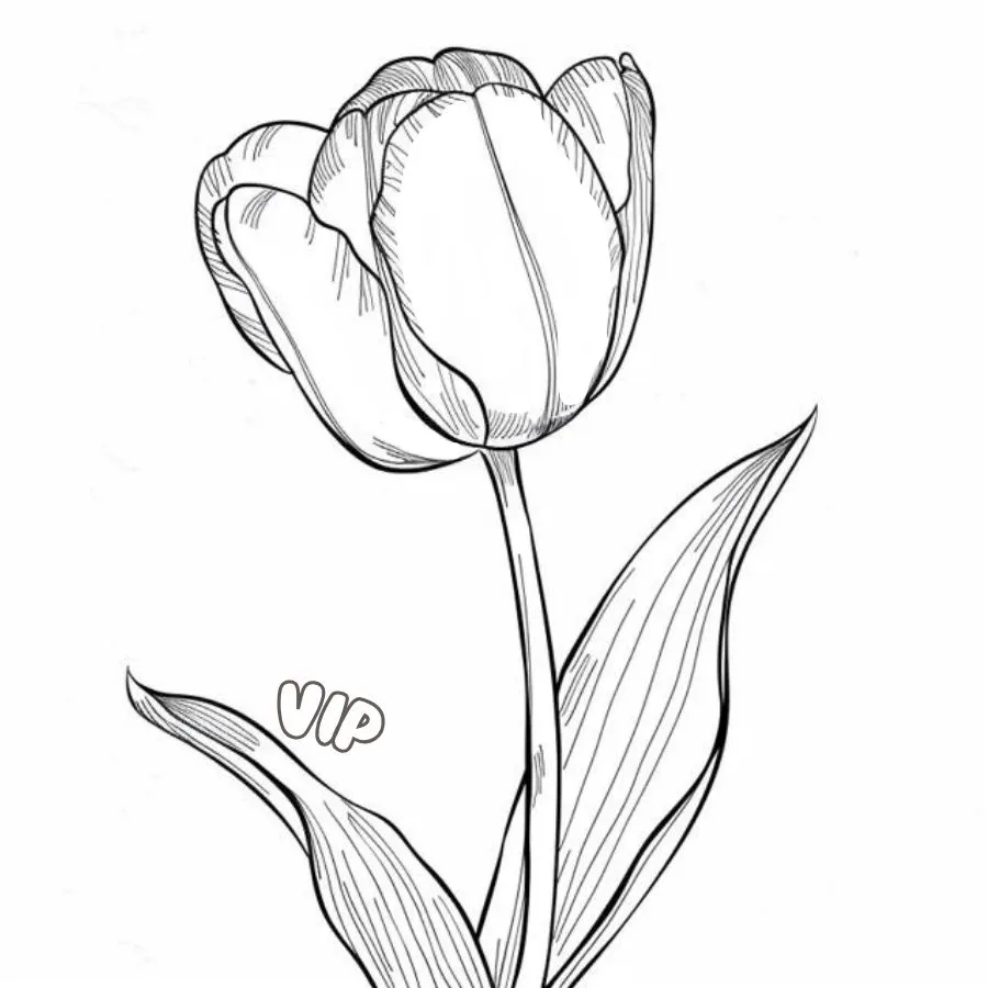 coloriage Tulip a imprimer gratuit