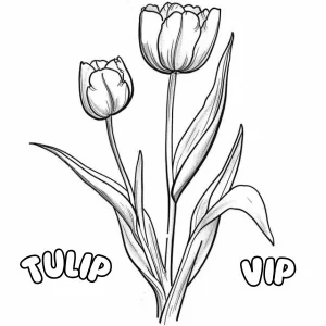 Tulipe