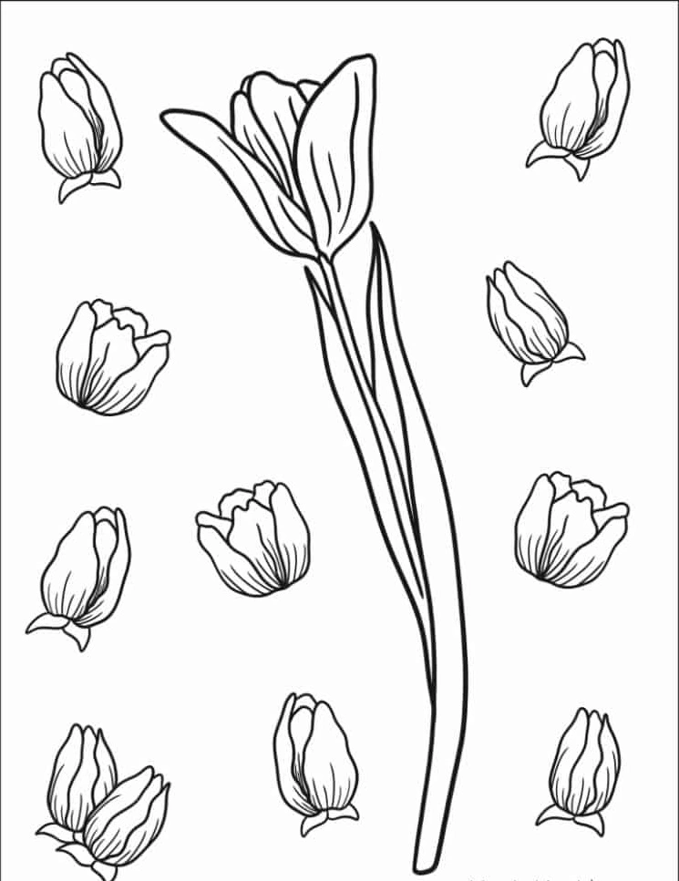 télécharger coloriage Tulip gratuit 1