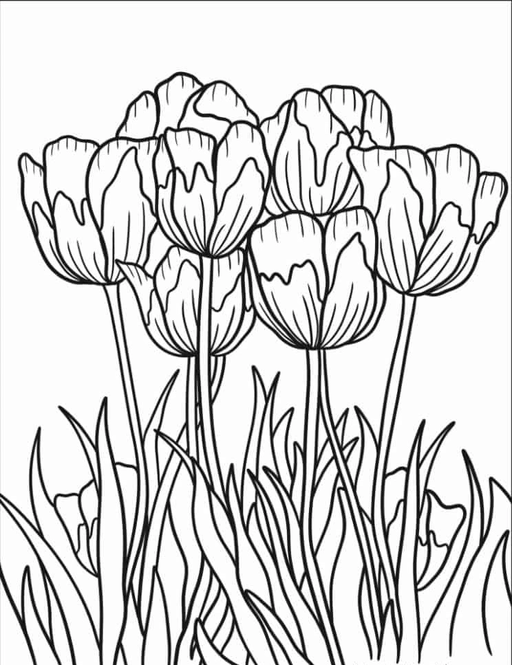 coloriage Tulip pour enfant