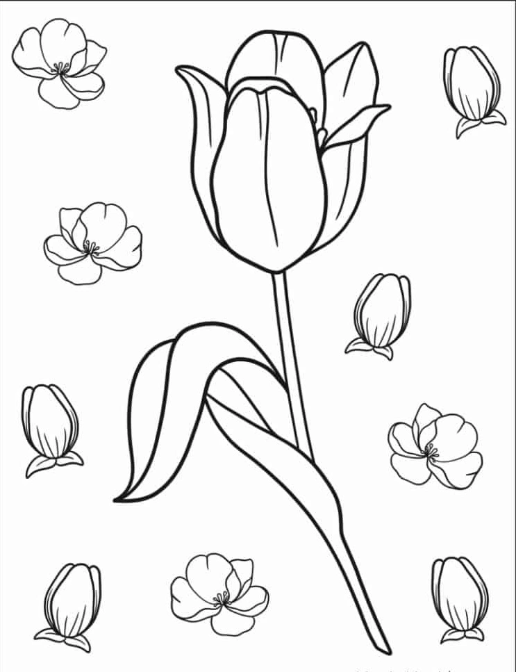 coloriage Tulip à imprimer gratuitement pdf