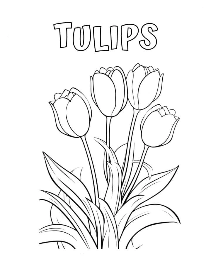 a imprimer coloriage Tulip gratuit