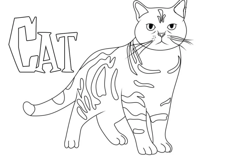 coloriage Chat à imprimer kawaii