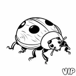 Coccinelle