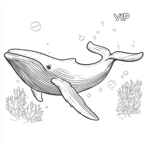 Baleine thumbnail