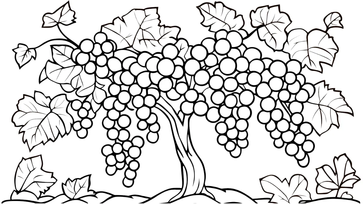 coloriage Raisin pour enfant à imprimer