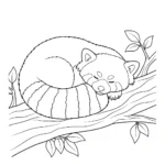 Panda Roux thumbnail