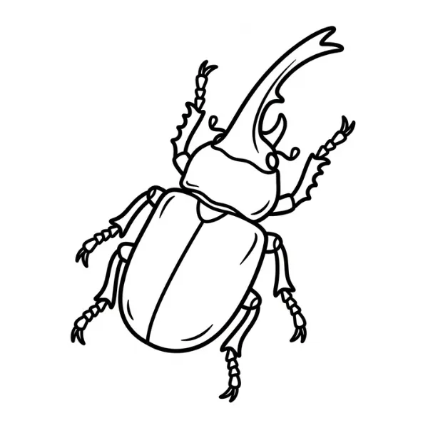 Coleoptera thumbnail