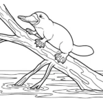 Ornithorynque thumbnail