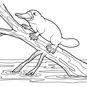 Ornithorynque thumbnail