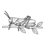 Sauterelle thumbnail