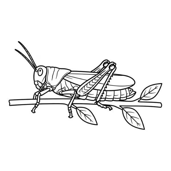 Sauterelle thumbnail