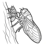 Cigale thumbnail