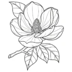 Magnolia thumbnail
