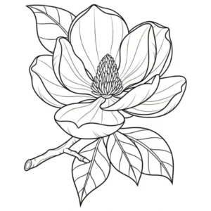 Magnolia thumbnail