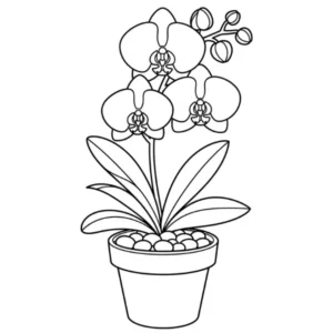 Orchidée thumbnail