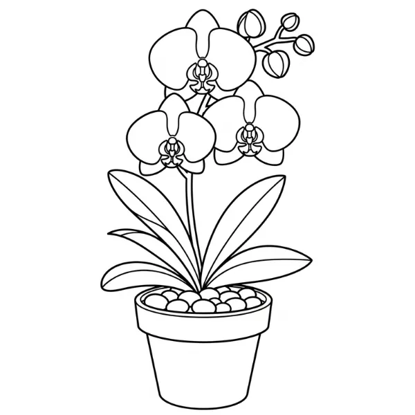 Orchidée thumbnail