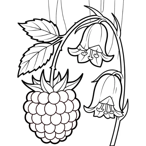 Framboise thumbnail