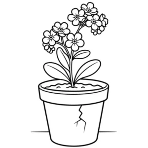 Myosotis