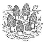 Champignon Morille