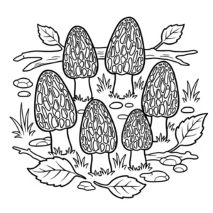 Champignon Morille