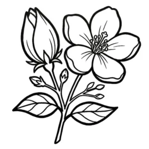 Jasmin